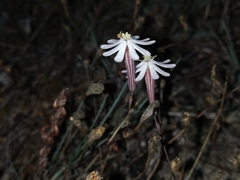 Silene portensis