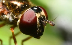 Platycheirus scutatus