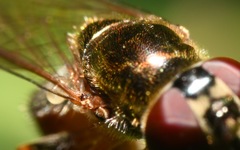 Platycheirus scutatus