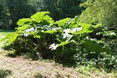Gunnera manicata