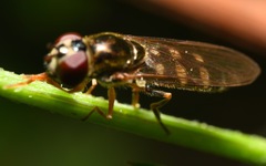 Platycheirus scutatus