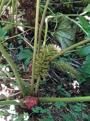 Gunnera manicata