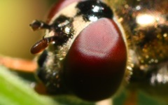 Platycheirus scutatus