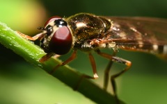 Platycheirus scutatus