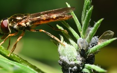 Platycheirus scutatus