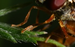 Platycheirus scutatus