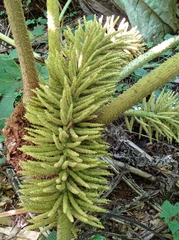 Gunnera manicata