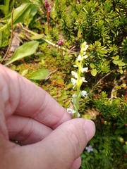 Platanthera dilatata albiflora