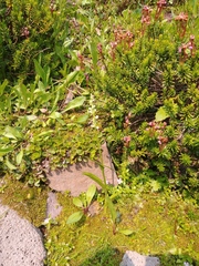 Platanthera dilatata albiflora