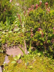 Platanthera dilatata albiflora