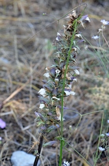 Acanthus spinosus