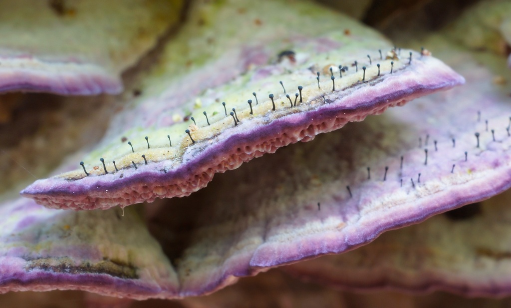 Mycocaliciomycetidae