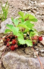 Fragaria vesca bracteata