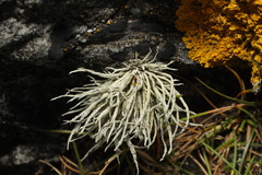 Ramalina siliquosa