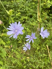 Cichorium intybus