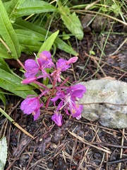 Chamaenerion angustifolium