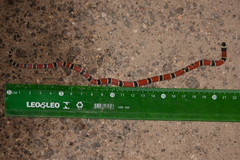 Micrurus corallinus