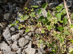 Euphorbia taurinensis