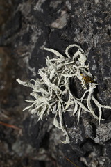 Ramalina siliquosa