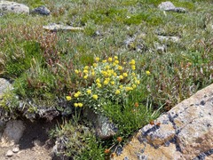 Eriogonum flavum