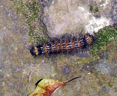 Dysschema leucophaea