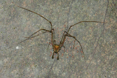 Heteromitobates discolor