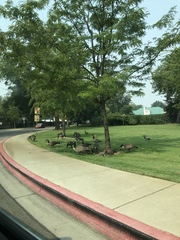 Branta canadensis