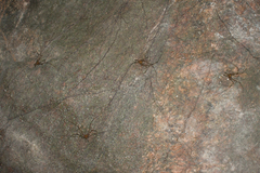 Heteromitobates discolor