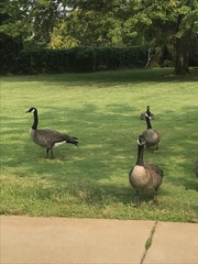 Branta canadensis