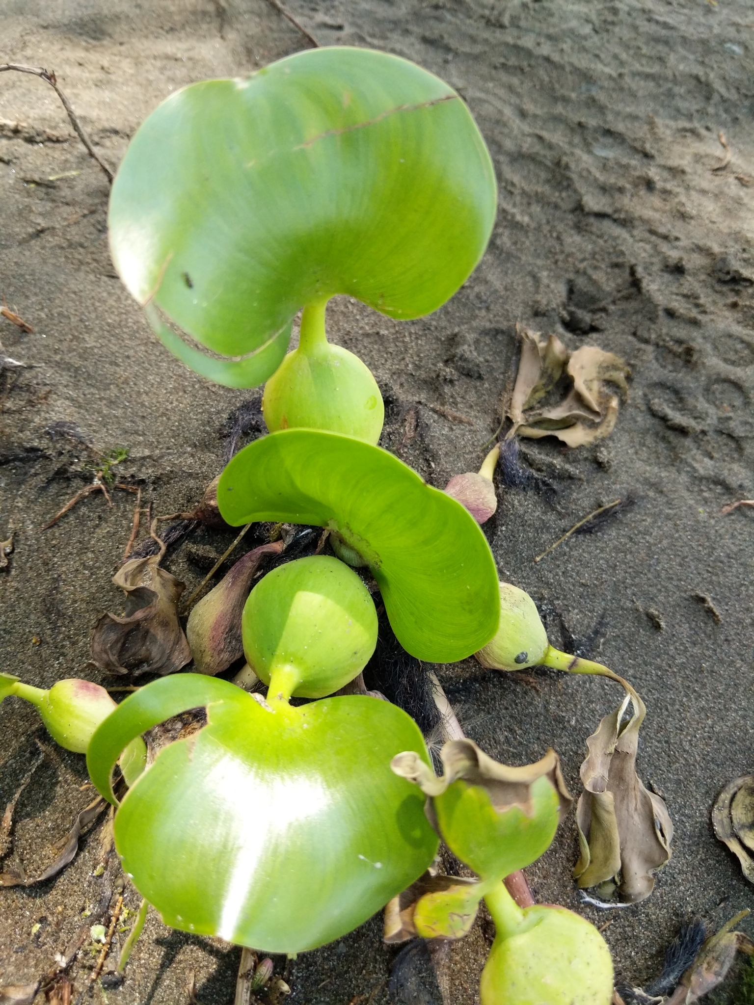 Lirio Acuático Sudamericano (Pontederia crassipes) · Natusfera