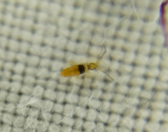 Entomobrya nigrocincta