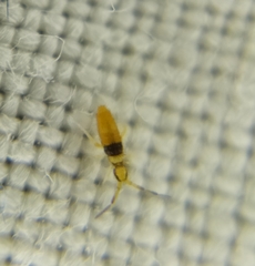Entomobrya nigrocincta