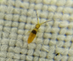 Entomobrya nigrocincta