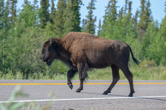 Bison bison athabascae