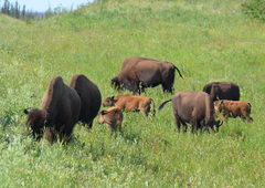 Bison bison athabascae