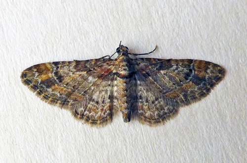 Double-striped Pug, photo 8 of 10