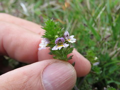 Euphrasia subarctica