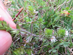 Euphrasia subarctica
