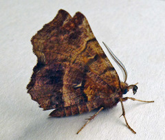 Selenia dentaria