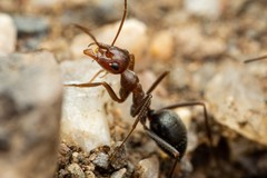 Myrmecocystus mimicus