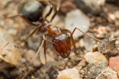 Myrmecocystus mimicus