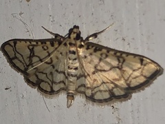 Hileithia
