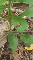 Pelonides quadripunctata