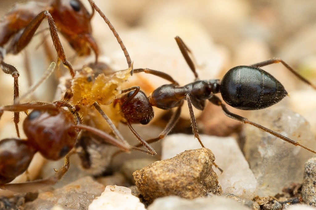 Myrmecocystus mimicus