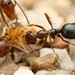 Myrmecocystus mimicus - Photo (c) Jake Nitta, some rights reserved (CC BY), uploaded by Jake Nitta