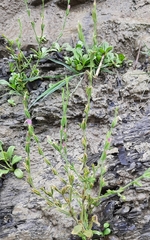 Schenkia spicata