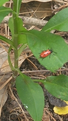 Pelonides quadripunctata