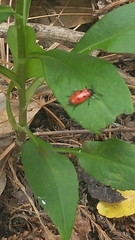 Pelonides quadripunctata