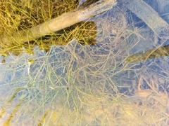 Potamogeton trichoides