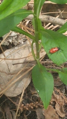 Pelonides quadripunctata